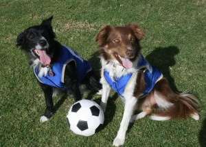 soccer dogs